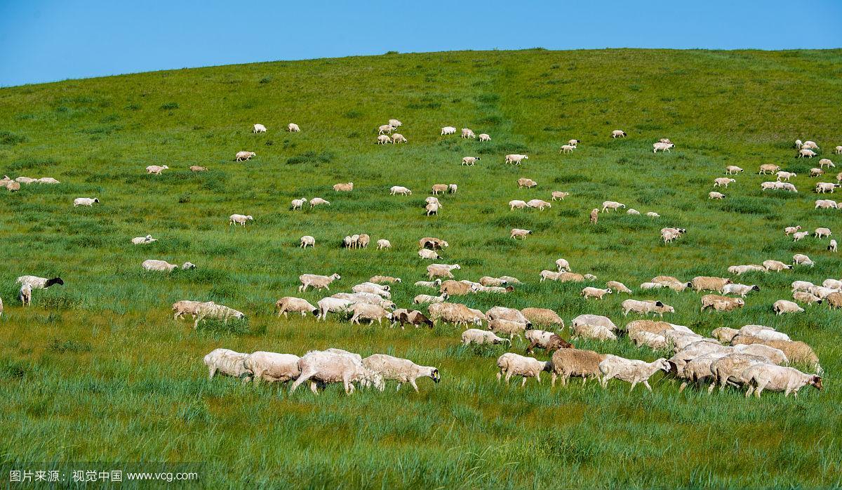草原山坡上的羊群