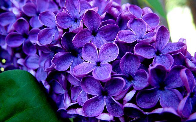 清香淡雅的紫丁香高清摄影壁纸