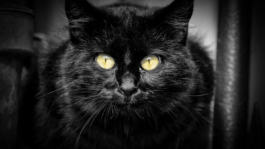 黑猫,黄眼睛,黑色的背景 iphone 壁纸