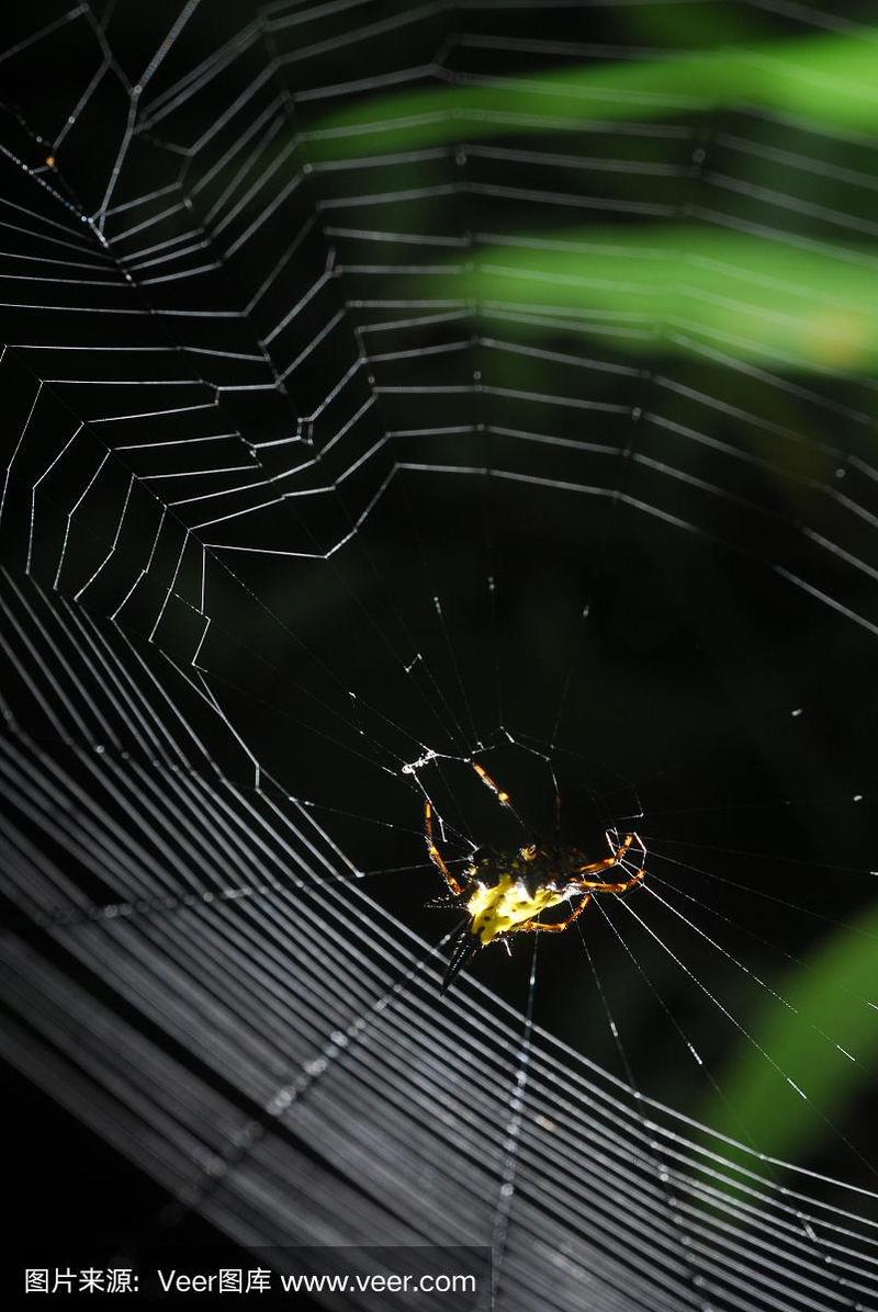 蜘蛛蛛坐在它的巢穴在黑色的背景