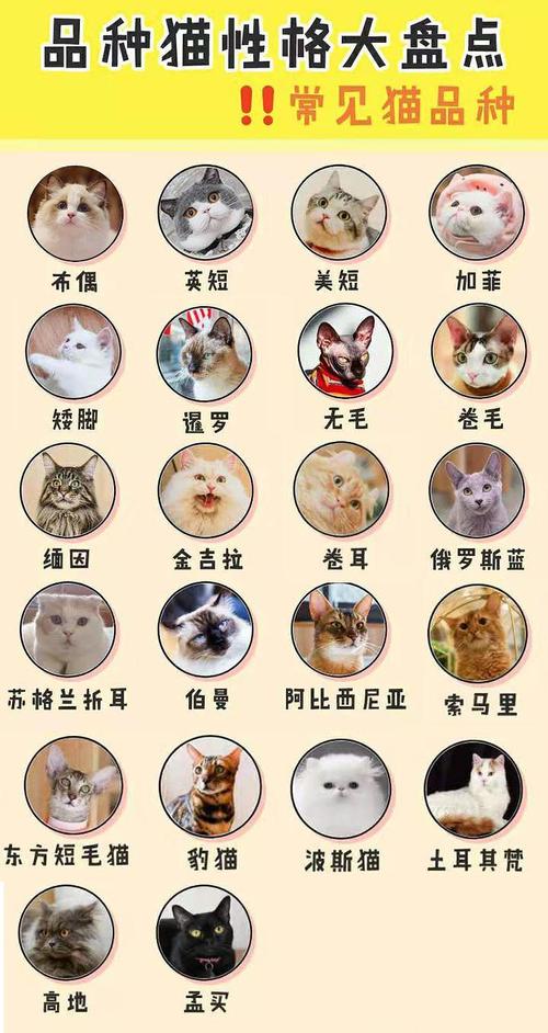 品种猫分类20种常见品种猫的分类及性格描述