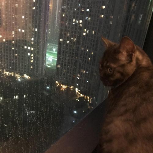 猫咪看窗外下雨