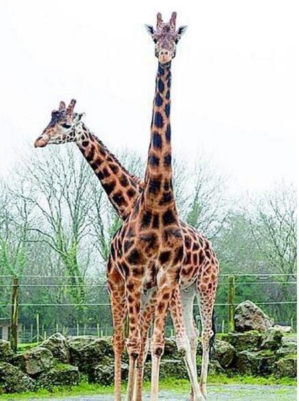 世界最高长颈鹿最高的一个达6米长颈鹿并不是哑巴