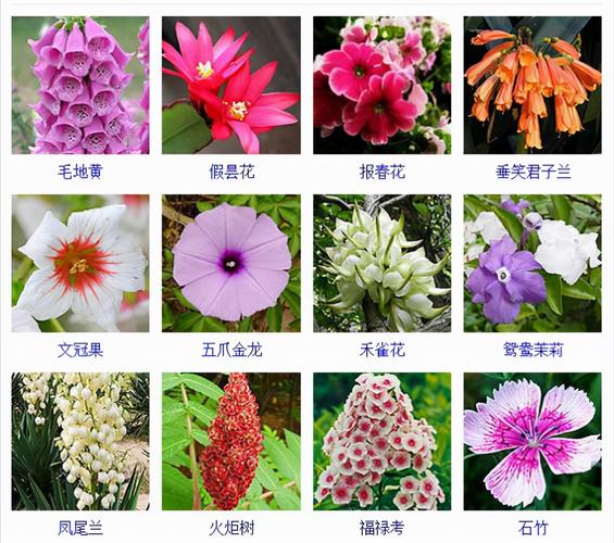 常见植物名称大全(认识常见的800种景观观花植物)