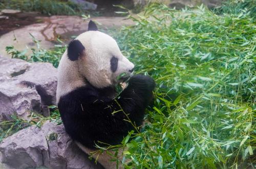 7 北京雨后迎短暂清凉 动物园熊猫惬意进食