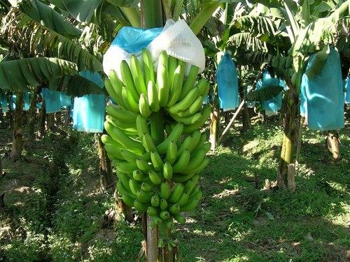 香蕉主要生产在哪里