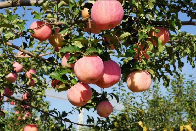普通苹果的上市时间为九到十月份,而虾肽苹果虾肽苹果在享受充足的
