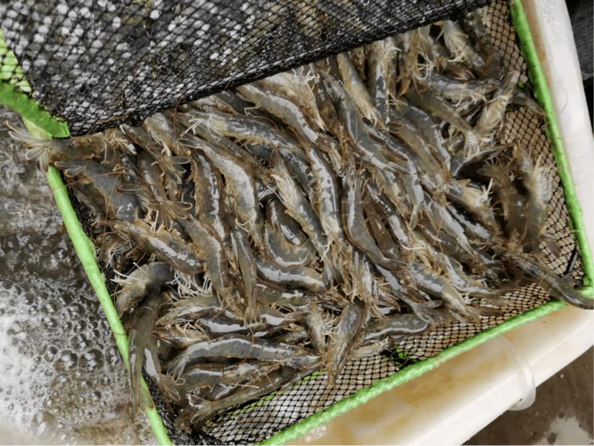 关于工厂化养虾如何管理的七问七答