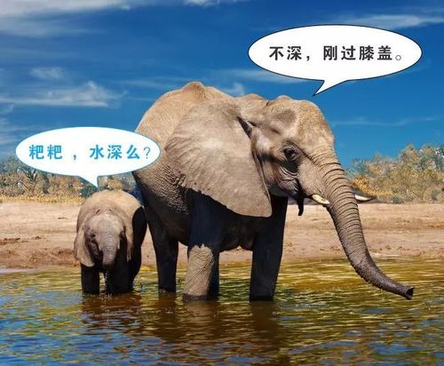 大象带着小象要过河