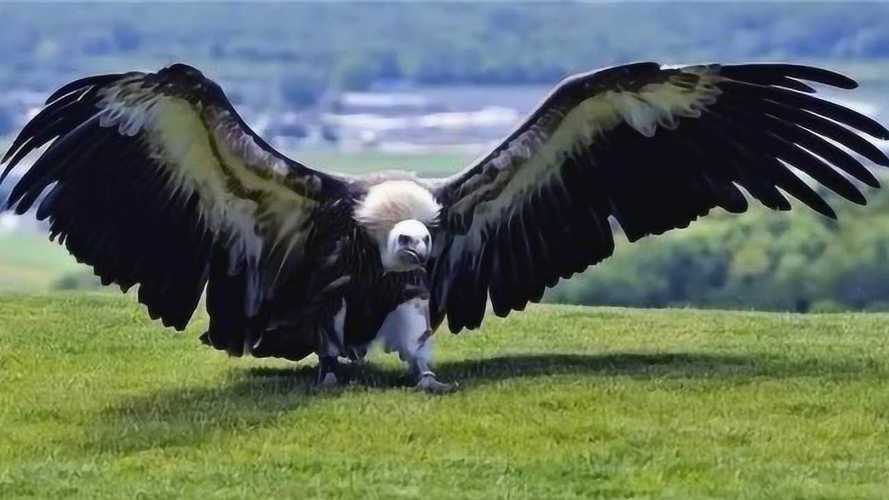 世界上最大的鹰,长达8米,没有任何天敌,在空中称霸!
