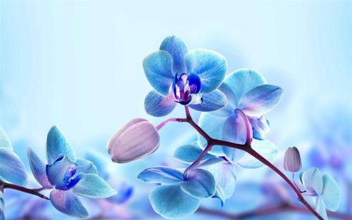 兰花,蓝色的花瓣 iphone 壁纸