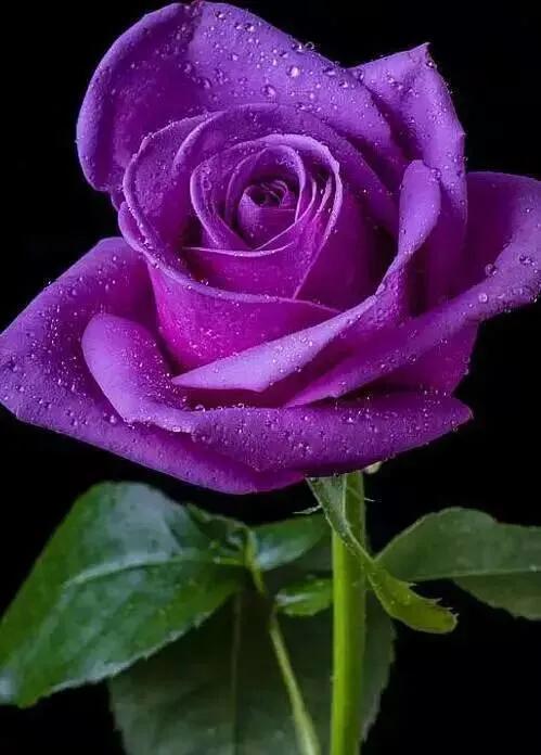 8,紫玫瑰寓意忧郁,珍贵独特,选择紫玫瑰送给恋人是在表达我们的爱是