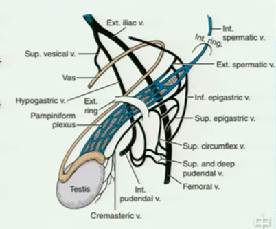 解剖结构一些疾病可使近端静脉受压致静脉回流受阻,引起静脉压持续