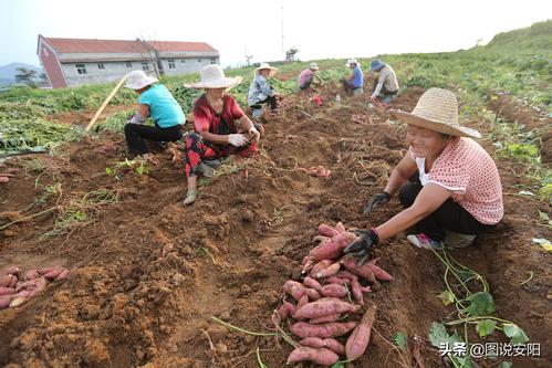 河南林州立秋农事忙山下挖红薯