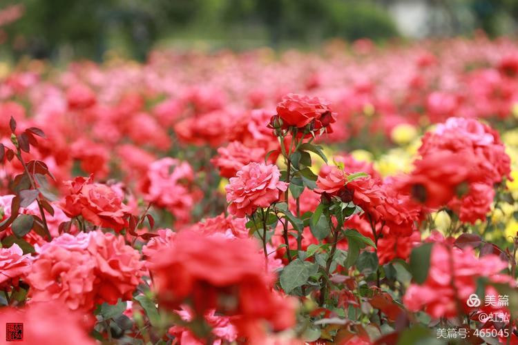 龙寺生态园10万珠月季玫瑰花花开满园!(照片拍摄于2020年5月5日)
