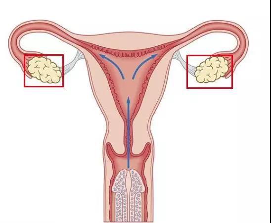 女性的生殖器官以及乳房等第二性特征,都靠雌激素维持.
