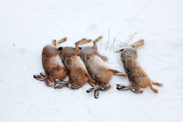 商业照片: 四· 猎人 ·雪· 冬天 ·兔·死