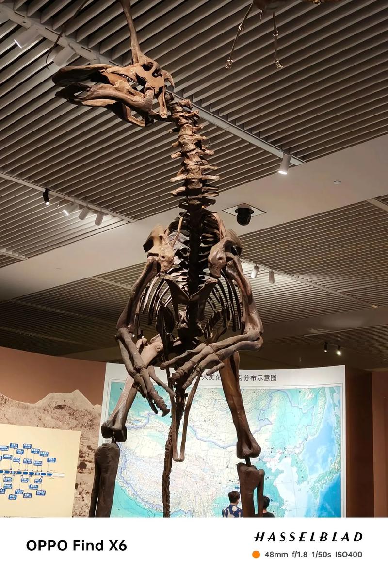 值得一去的博物馆 #恐龙化石 #国家博物馆 - 抖音