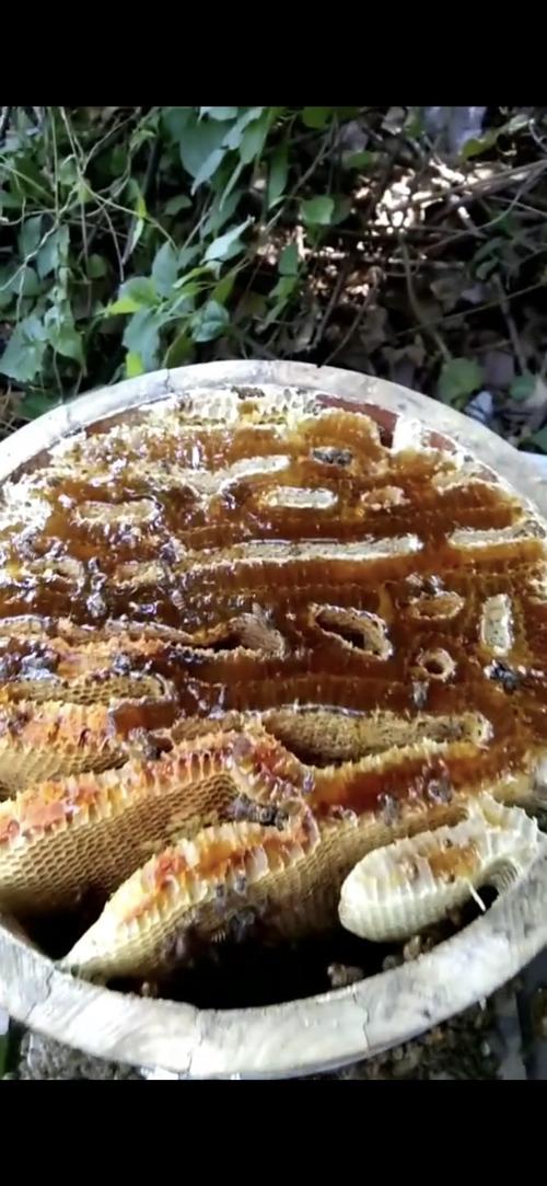 重庆山区农村自产自销格子箱中蜂土养天然土蜂蜜无加工结晶蜜500g