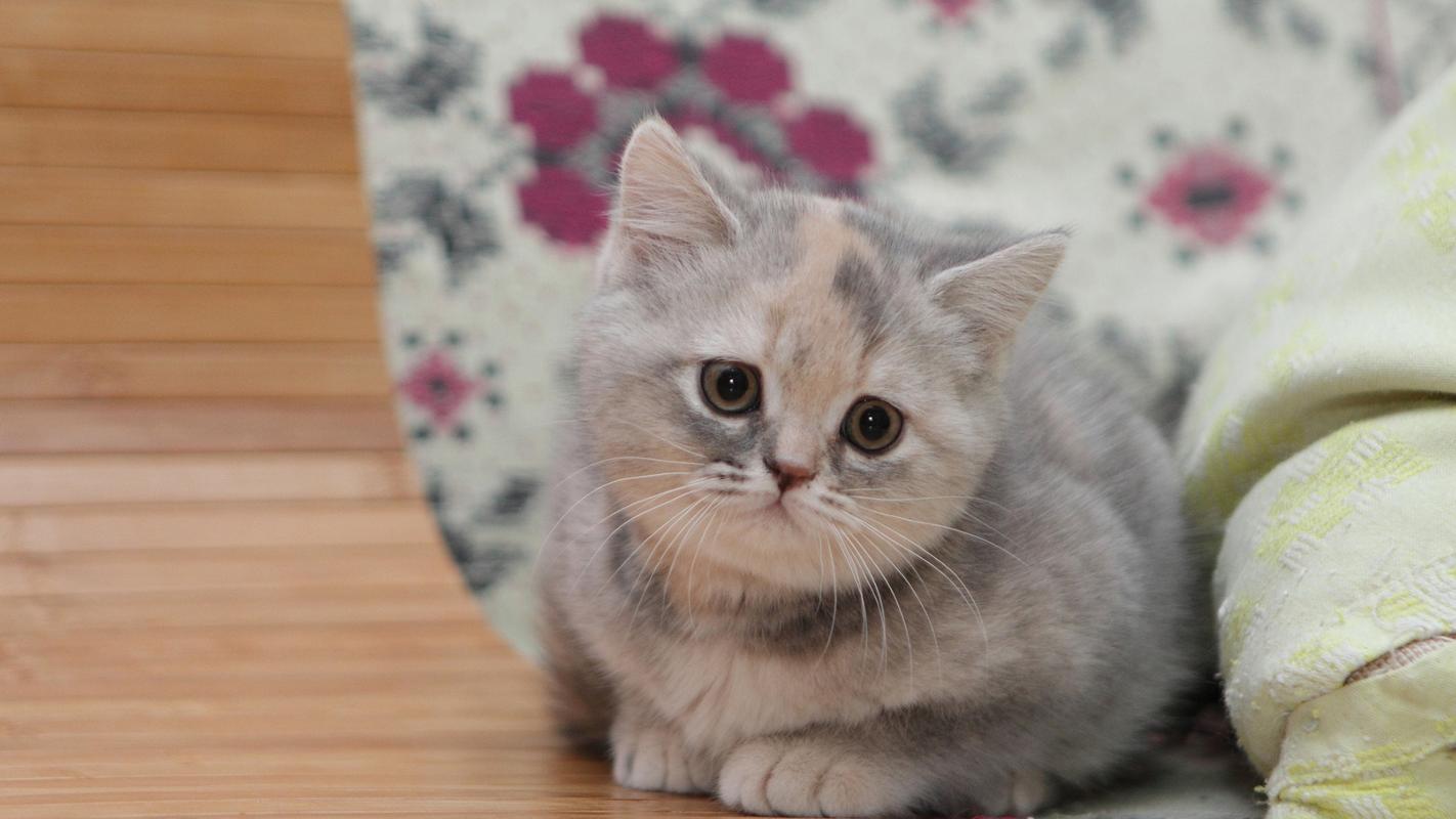 可爱英短萌猫清新壁纸_超漂亮的可爱萌猫