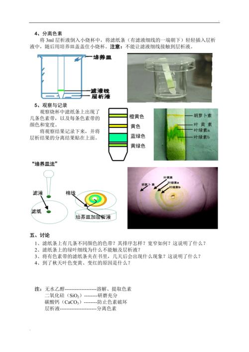 绿叶中色素的提取与分离实验操作过程(图文)