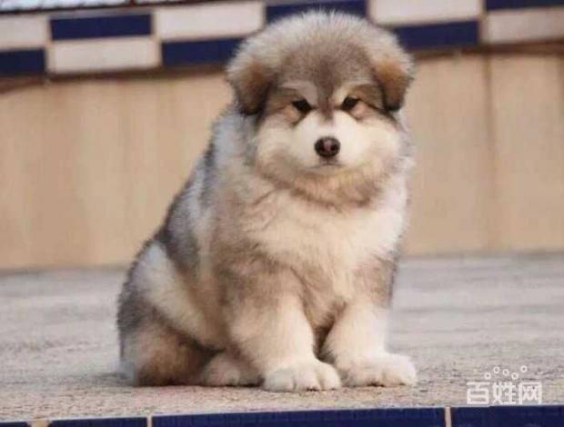 北京哪卖纯种阿拉斯加犬 巨型阿拉斯加 签订保障协议