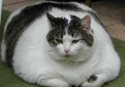 世界上最胖猫名叫凯蒂,体重是23公斤,使其得以进入吉尼斯世界记录.