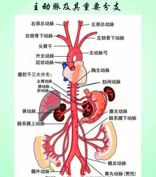 主动脉是心脏向全身输送动脉血的总通道,也是人体最粗的血管.