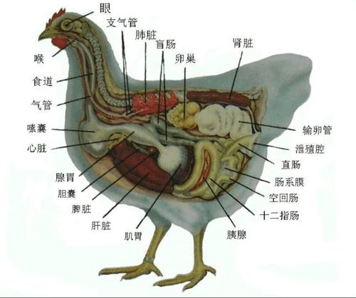 母鸡解剖图