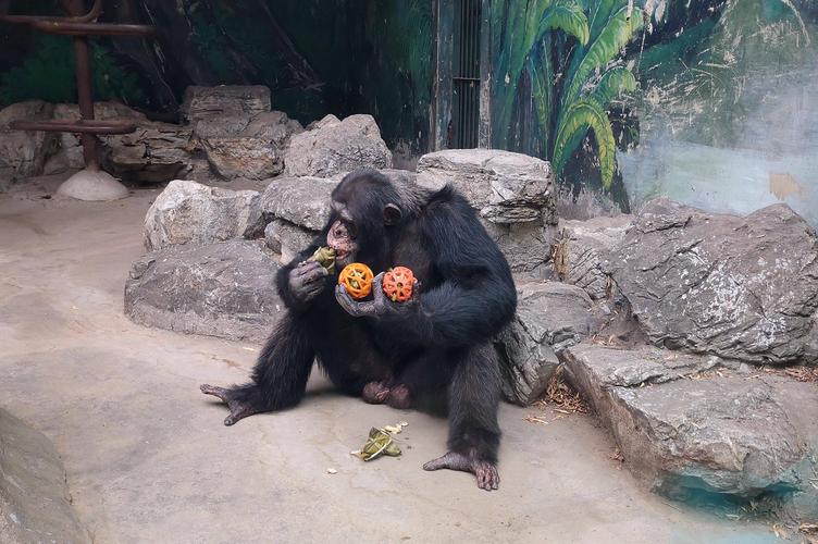 端午节,北京动物园的动物吃啥