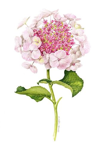 唯美花卉植物插画 彩铅水彩手绘作品 绘画临摹参考素材276张xd002