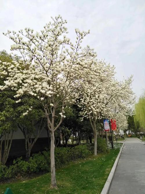 上海最年长市花怒放:朵朵玉兰晶莹皎洁,傲立枝头竞相绽放
