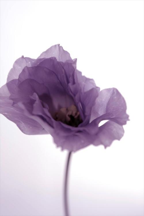 紫色的诱惑唯美意境清新花朵图片