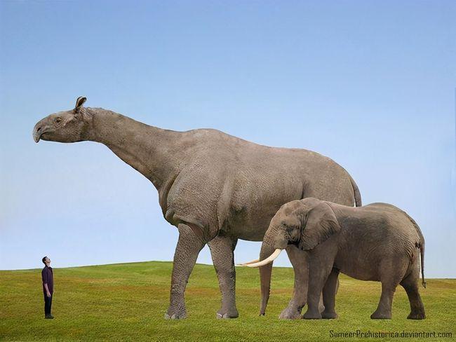 甘肃发现地球上最大的陆生哺乳动物,一头可抵四头大象