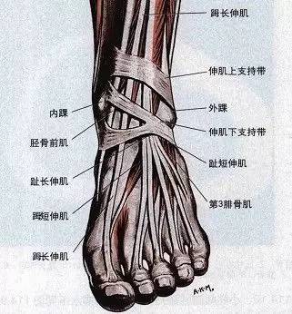 腓骨长肌,腓骨短肌,腓肠肌,比目鱼肌,趾长屈肌,胫骨后肌,拇长屈肌及