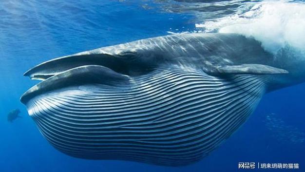 世界上最大的10种鲸鱼第一你能想到吗