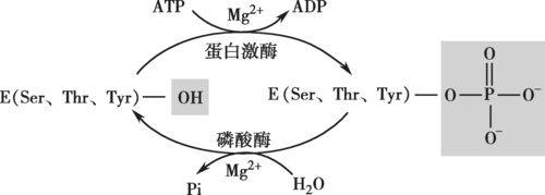 图4-5 酶磷酸化与去磷酸化的共价修饰