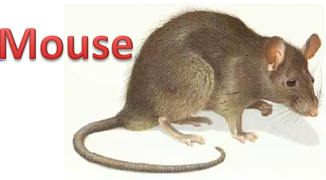 老鼠用英语怎么说