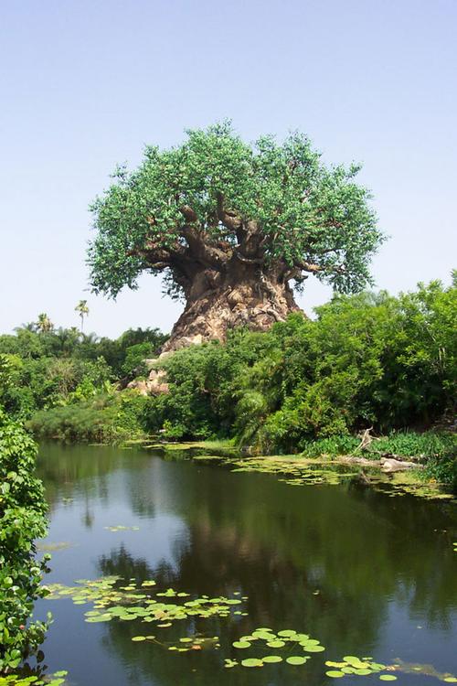 主题:不敢相信——这是世界上最惊世骇俗的一棵大树