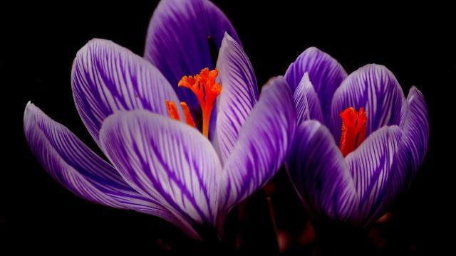 唯美小清新紫色植物花卉