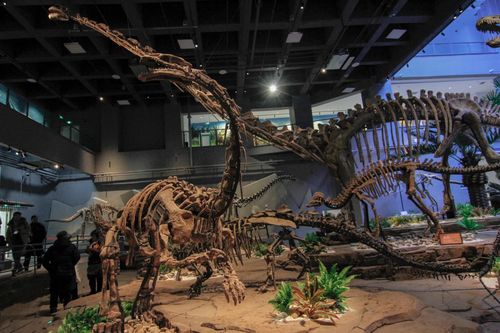 中国恐龙博物馆有哪些