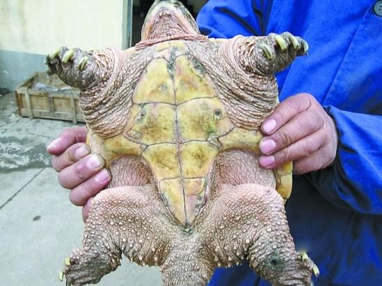 8斤的大乌龟