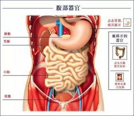 胰腺在什么位置胰腺在什么位置示意图