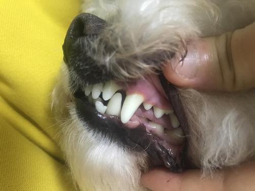 【讨论】三岁狗狗的牙状态不好,需要去洗牙还是继.