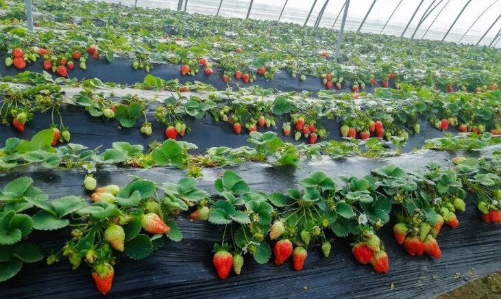 大棚种草莓一亩净赚5万元
