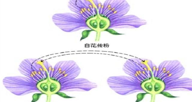 自花传粉的花具有什么特点
