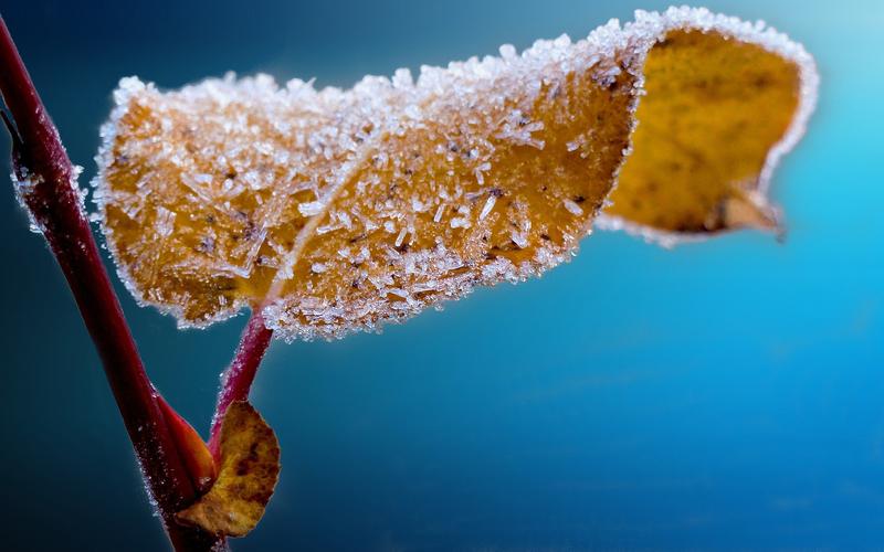 冬天冻叶子-清新大自然照片高清壁纸