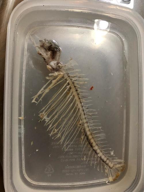鱼的骨骼模型