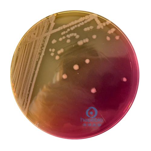 普通变形杆菌和奇异变形杆菌的检验