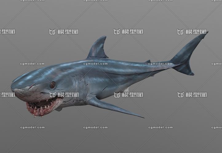写实灰鲭鲨 鲨鱼 尖吻青鲨 大西洋_judyzhang作品_动物哺乳_cg模型网